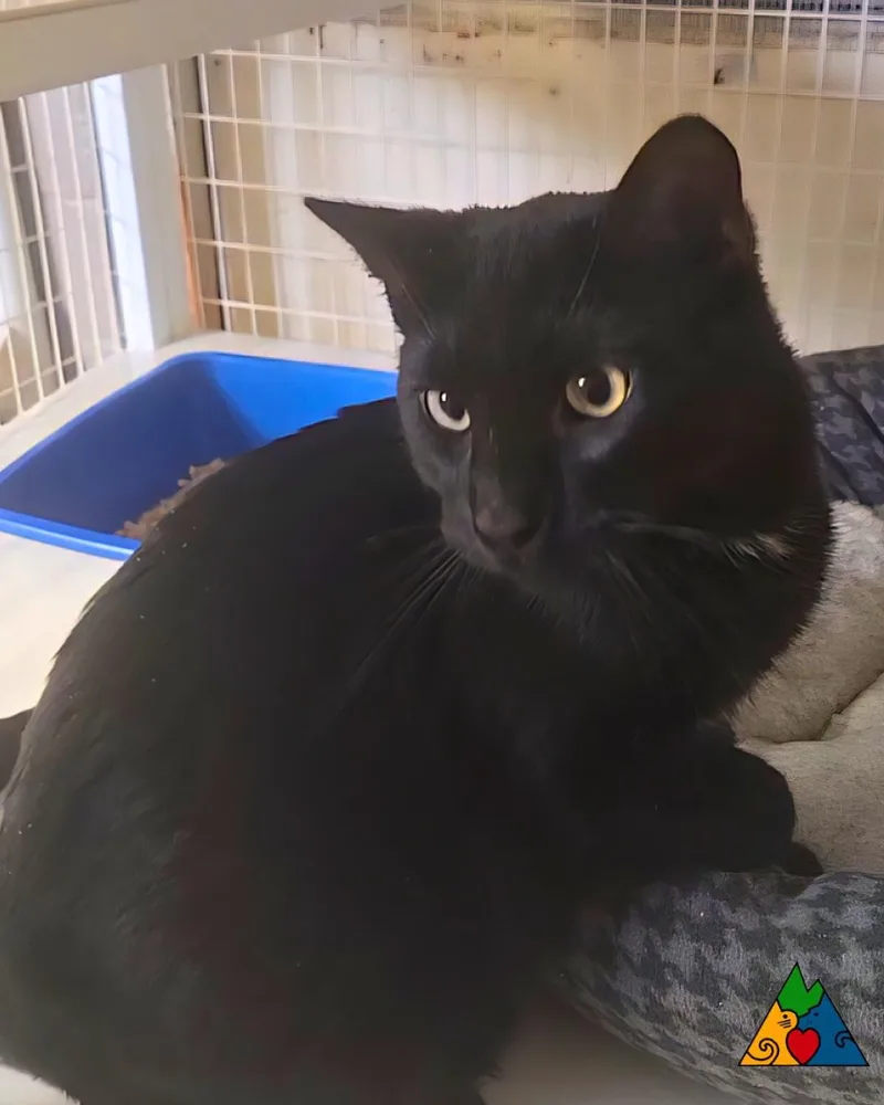 Claudius thumbnail 4