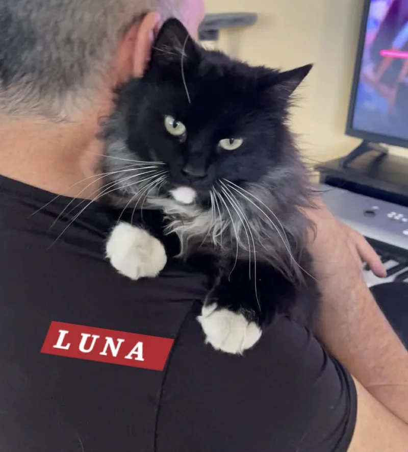 A young large-sized female Black Domestic Long Hair cat named Luna for adoption in Orange, CA
