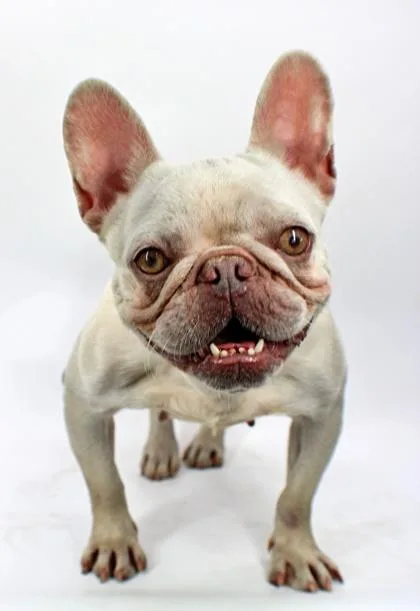 An adult small-sized female French Bulldog dog named Chardonnay for adoption in Morton Grove, IL
