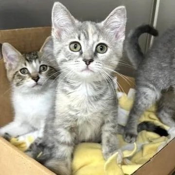 A baby small-sized female Gray / Blue / Silver Domestic Short Hair cat named Parsley for adoption in Novelty, OH
