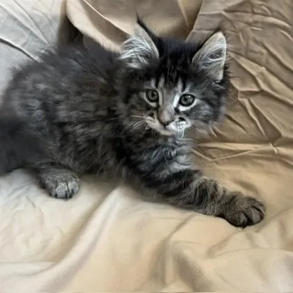 A baby small-sized female Domestic Long Hair cat named Loca for adoption in Janesville, WI
