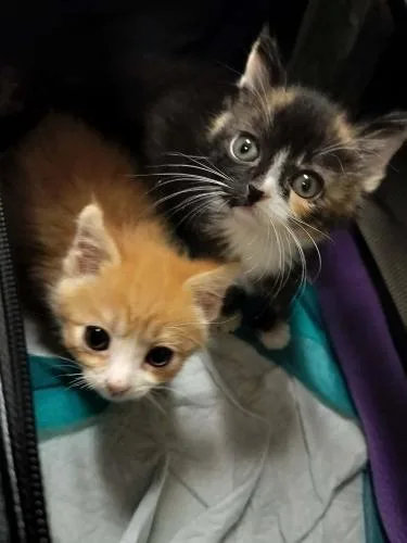 A baby small-sized male Orange / Red Tabby cat named Titan for adoption in Parlier, CA