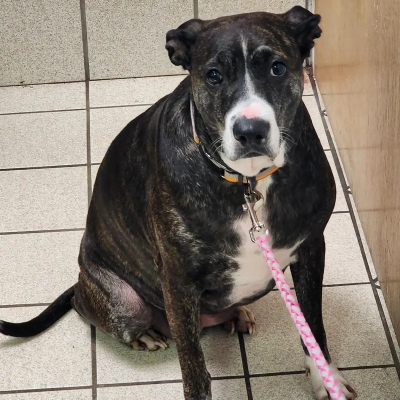 An adult medium-sized female Black Mixed Breed dog named Athena Belle for adoption in Charleston, WV