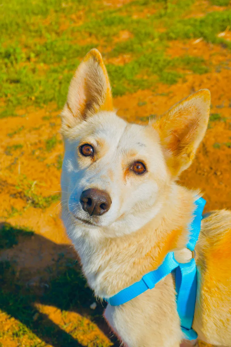 White Moka thumbnail 2