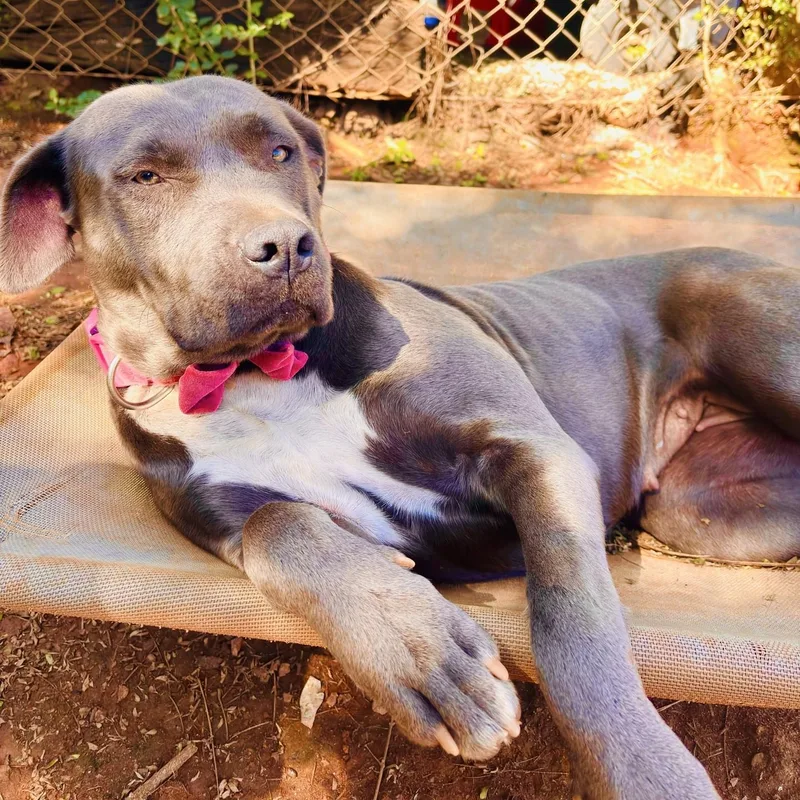 An adult large-sized female Gray / Blue / Silver Pit Bull Terrier dog named Baby Blue for adoption in Dawsonville, GA