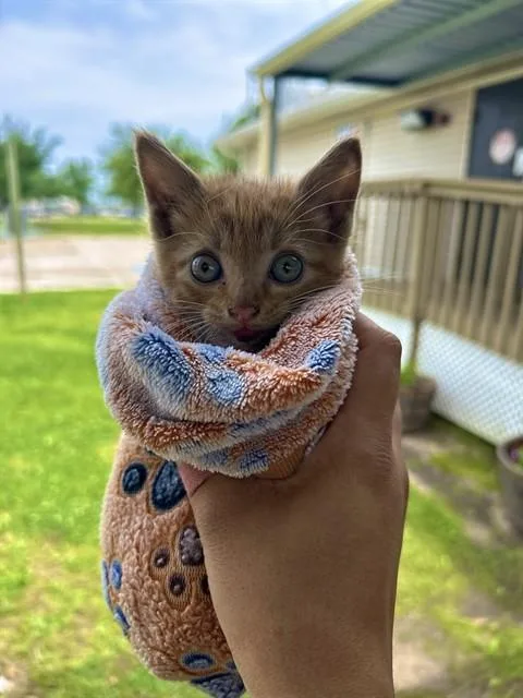 A baby small-sized male Domestic Short Hair cat named Opie for adoption in Sugar Land, TX