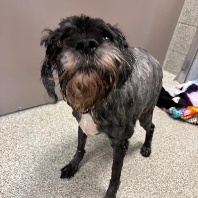 A senior medium-sized male Black Mixed Breed dog named Greg for adoption in Washington Township, OH