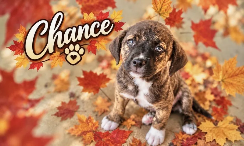 A baby medium-sized male Catahoula Leopard Dog named Chance for adoption in Manchester, CT