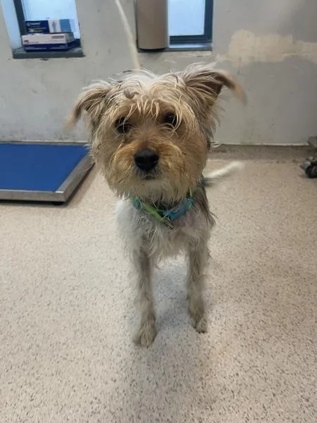 A young small-sized male Mixed Breed dog named Tiny for adoption in New York, NY