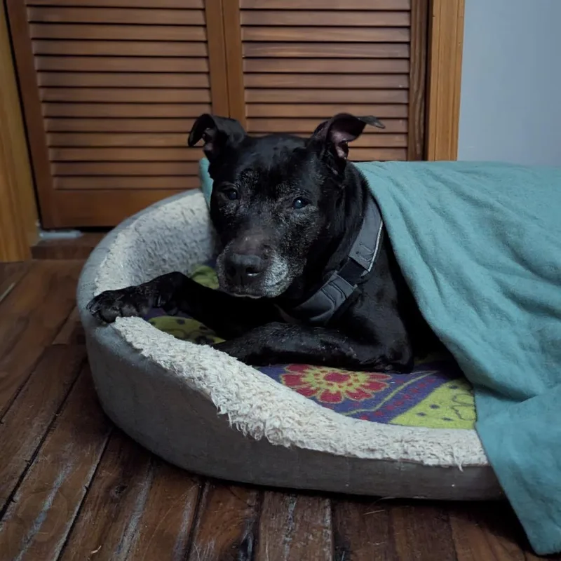 A senior large-sized female Black Black Labrador Retriever dog named Emma for adoption in Normal, IL