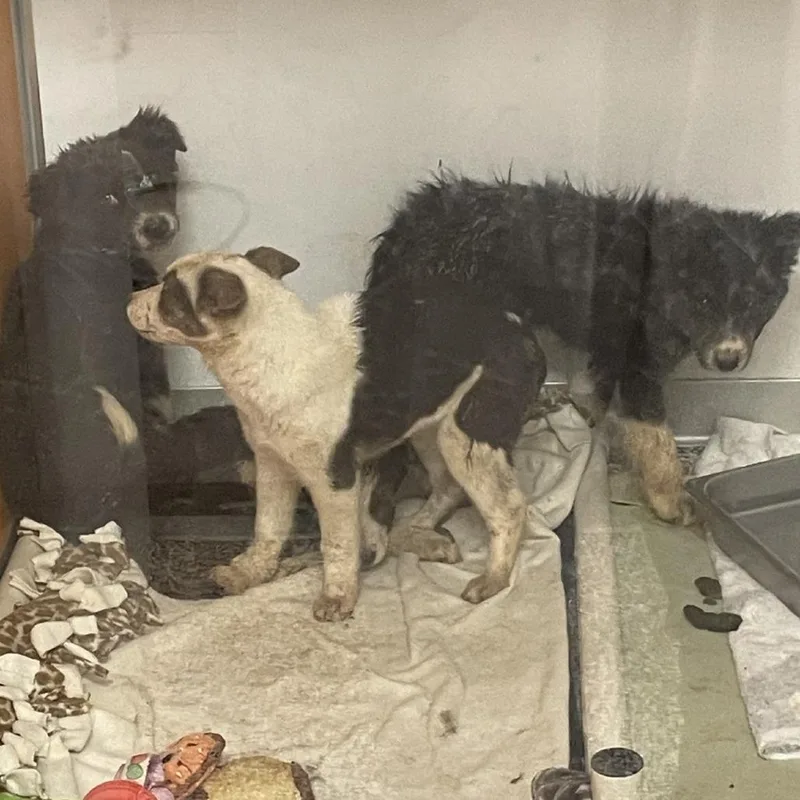 Marshmallow Fluff thumbnail 2