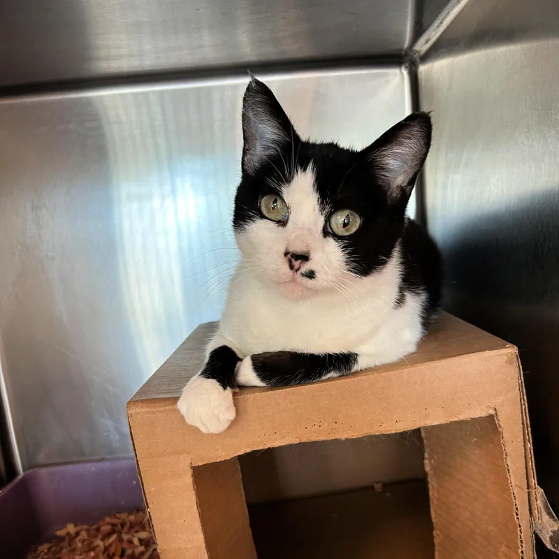 An adult medium-sized female Black Domestic Short Hair cat named Kanga for adoption in Lindon, UT