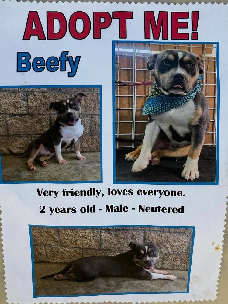 A young large-sized male Gray / Blue / Silver American Bully dog named Beefy for adoption in Santa Clarita, CA