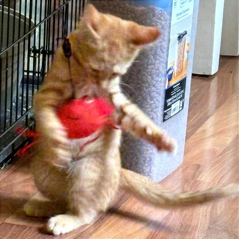 A baby small-sized male Orange / Red Domestic Short Hair cat named Rusty for adoption in Traverse City, MI