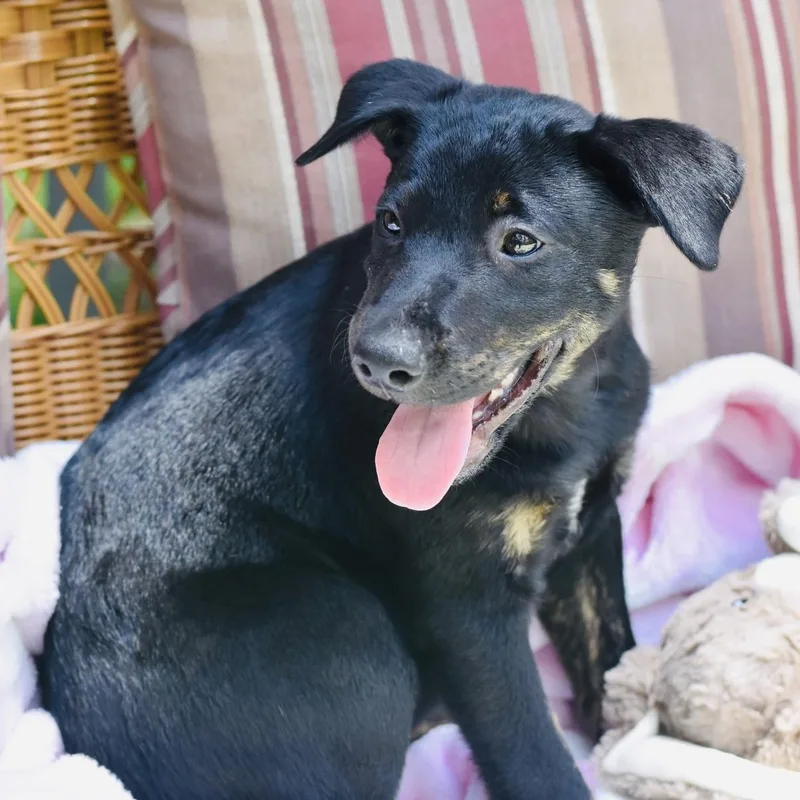 A baby medium-sized male Bicolor Shepherd dog named Scout for adoption in Conroe, TX