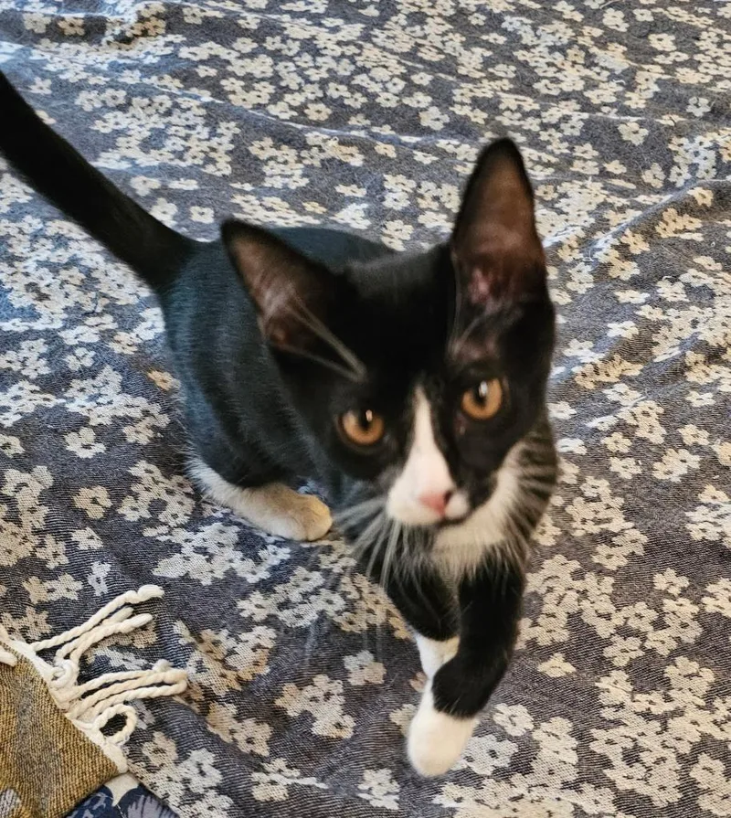 Henrietta