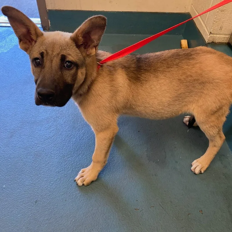 A baby medium-sized male Yellow / Tan / Blond / Fawn Mixed Breed dog named Zay for adoption in Memphis, TN