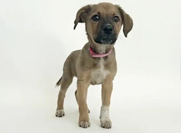 A baby small-sized female Terrier dog named Jamie for adoption in Saint Louis, MO
