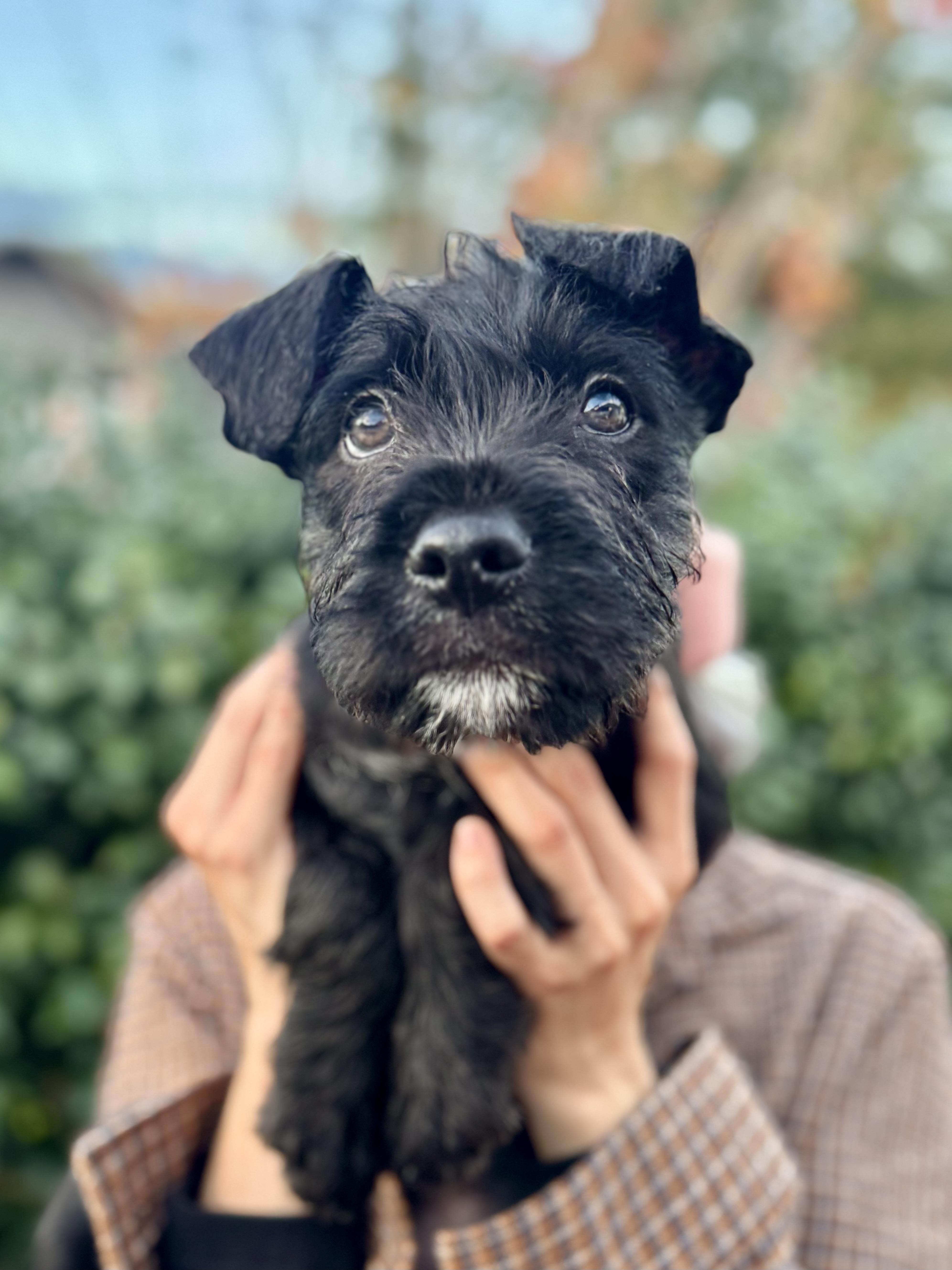 A young medium-sized male Schnauzer dog named Orbit for adoption in Burbank, CA