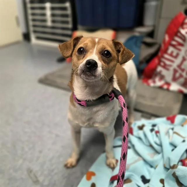 A young small-sized female Chihuahua dog named Flora for adoption in Long Beach, CA