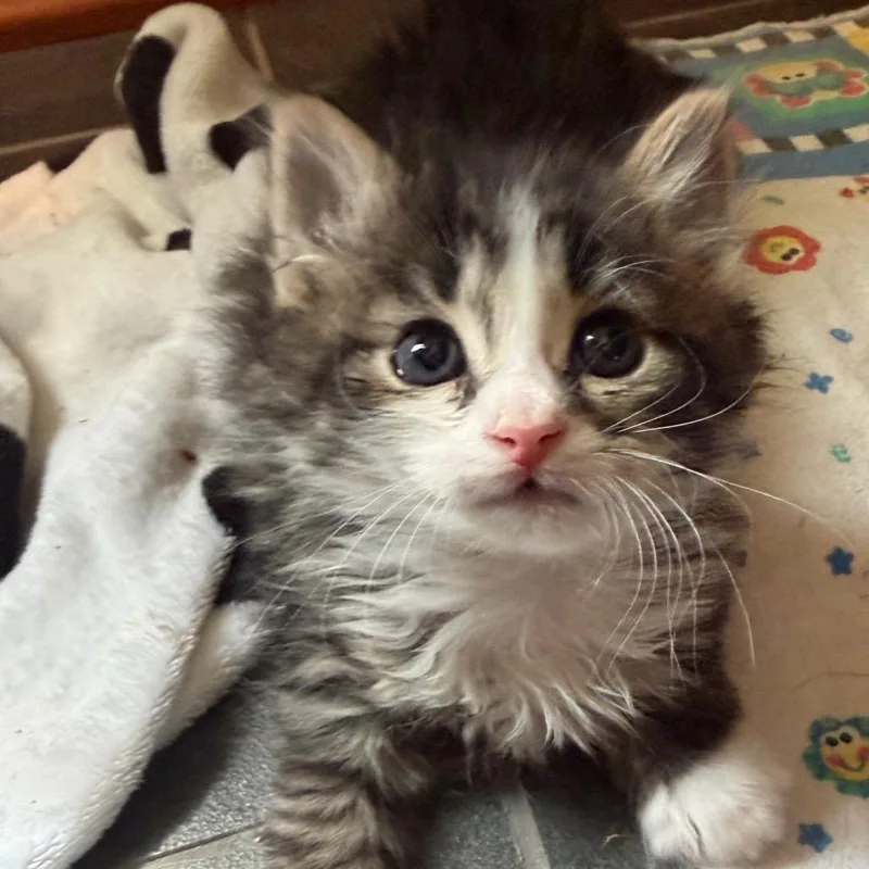 A baby small-sized male Domestic Medium Hair cat named Gilbert for adoption in Portage, MI