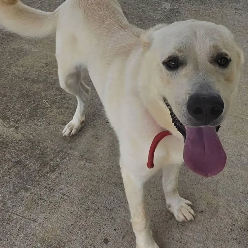 An adult large-sized male White / Cream Great Pyrenees dog named Buddy for adoption in Danville, VA
