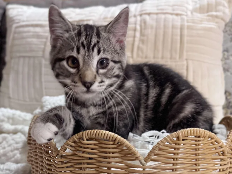 A young medium-sized male Tabby (Brown / Chocolate) Domestic Short Hair cat named Dandelion Dandi for adoption in Effingham, IL