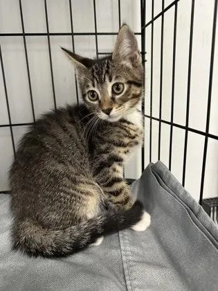A baby small-sized male Domestic Short Hair cat named Raj for adoption in West Chester, PA