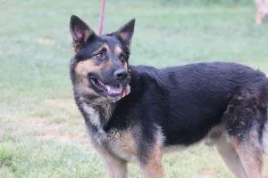A young large-sized male Black German Shepherd Dog dog named Homie for adoption in Pearce, AZ