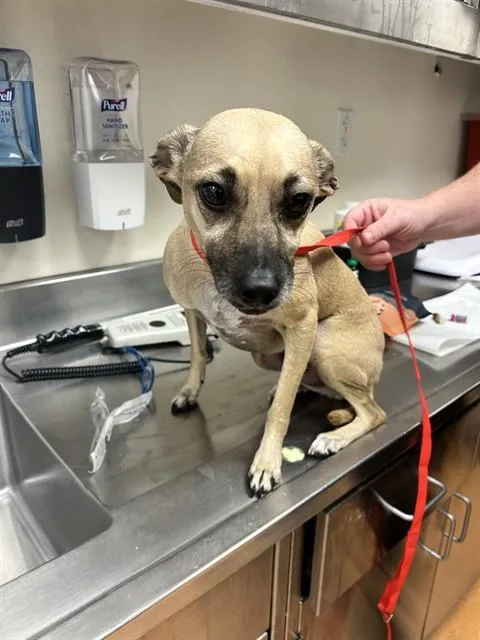 An adult small-sized female Chihuahua dog named Stormy for adoption in Martinez, CA