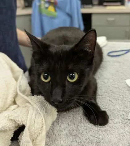 A young small-sized female Domestic Short Hair cat named Astrid for adoption in Palm Coast, FL