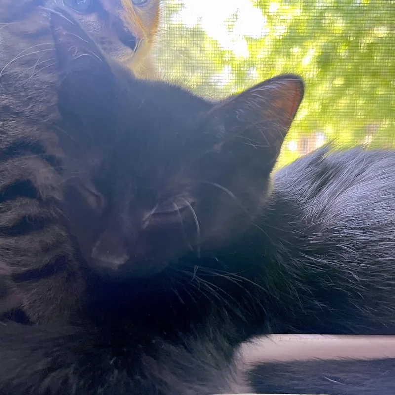 A baby small-sized male Black Domestic Short Hair cat named Wittle for adoption in St. Paul, MN