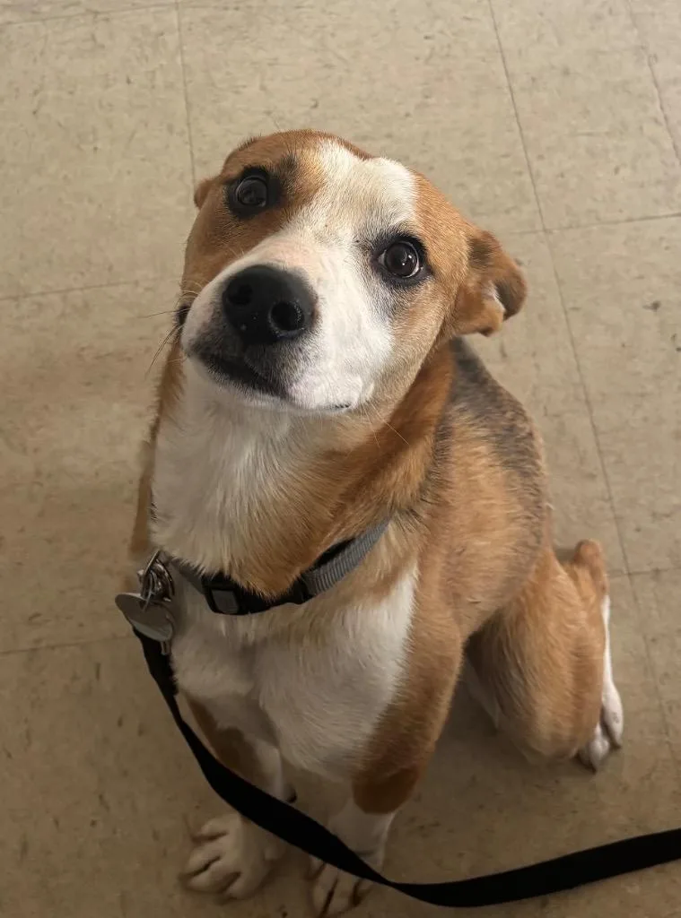 A young large-sized male Basenji dog named Malcom for adoption in Green River, WY
