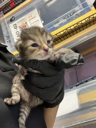 A baby medium-sized female Gray / Blue / Silver Domestic Short Hair cat named 61468450 for adoption in El Paso, TX