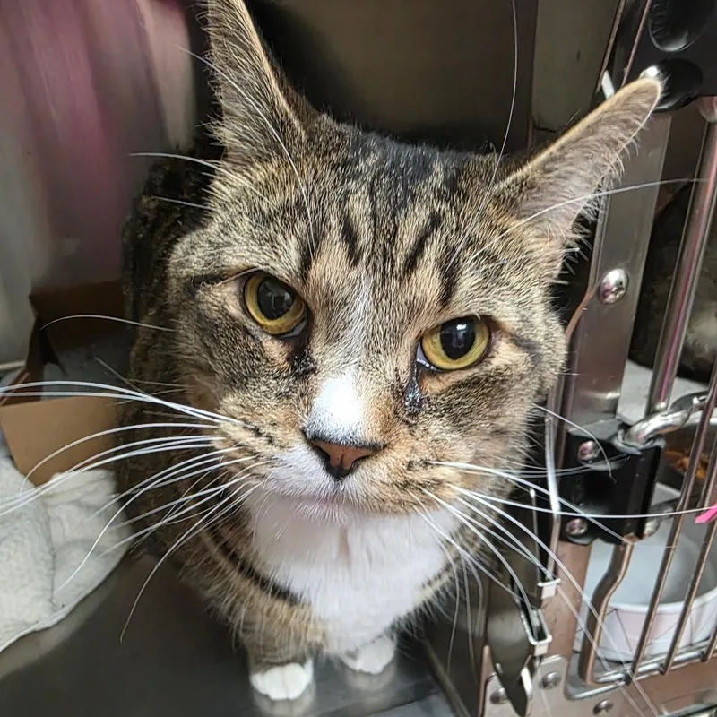 An adult extra large-sized male Brown / Chocolate Domestic Short Hair cat named Odin for adoption in Milan, IL
