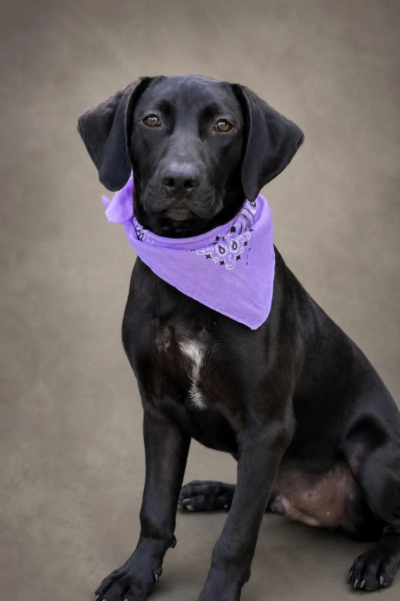 A young medium-sized male Hound dog named Tucker for adoption in Nahunta, GA