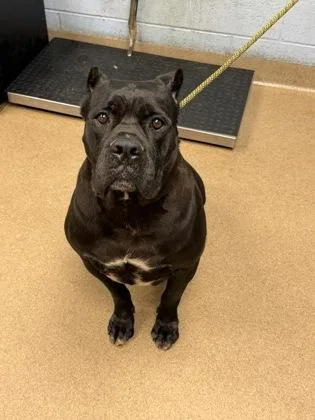 An adult extra large-sized female Mixed Breed dog named Baby Blush for adoption in Chamblee, GA
