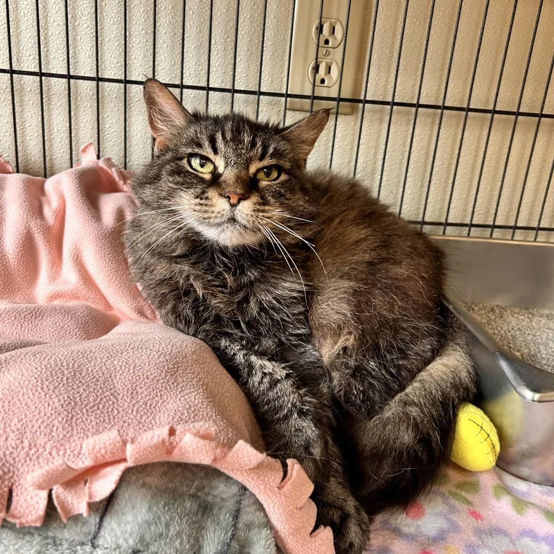 An adult medium-sized female Tabby (Brown / Chocolate) Domestic Short Hair cat named Bonita Aka Willow for adoption in Myerstown, PA