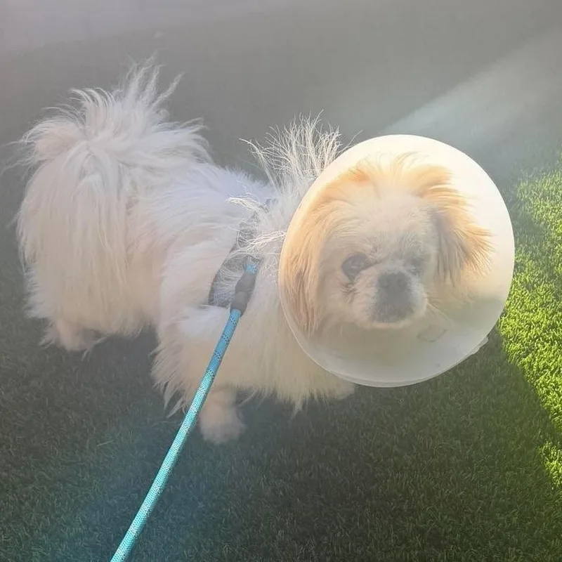 A young small-sized male Pekingese dog named Roman for adoption in Homer Glen, IL