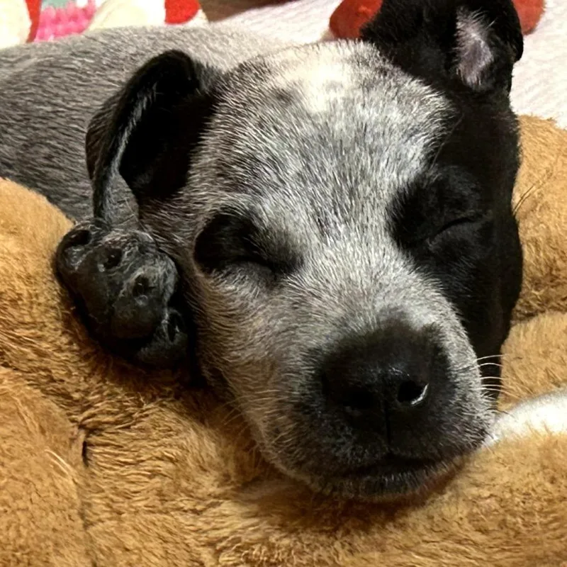 A baby medium-sized male Black Australian Cattle Dog / Blue Heeler dog named Murph for adoption in Wadena, MN
