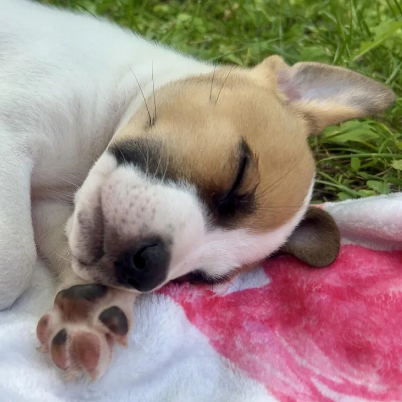 A baby medium-sized male White / Cream Boxer dog named Bruce for adoption in Prior Lake, MN