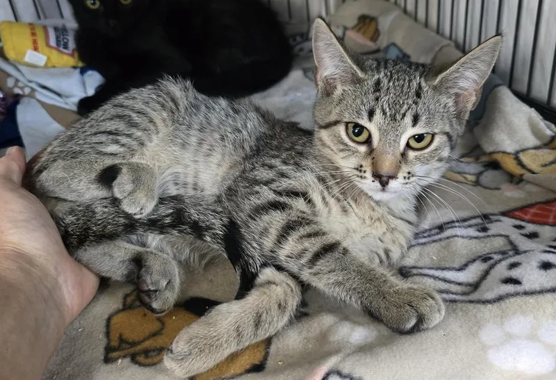 A baby small-sized female Domestic Short Hair cat named Cora for adoption in Dickson, TN