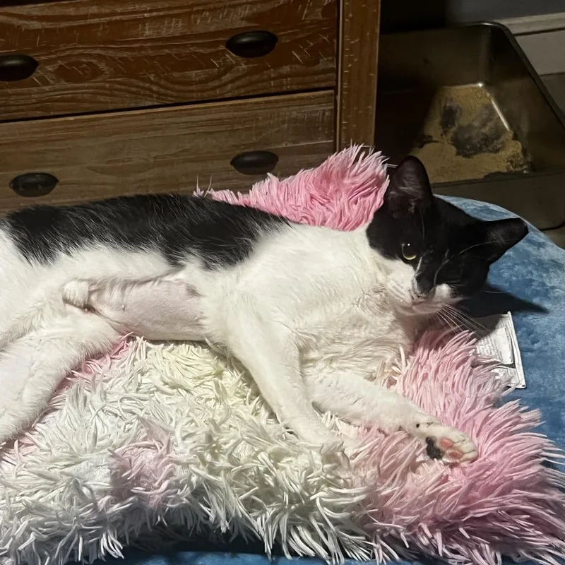 A young medium-sized female Black Domestic Short Hair cat named Bat Girl for adoption in Hamburg, NY