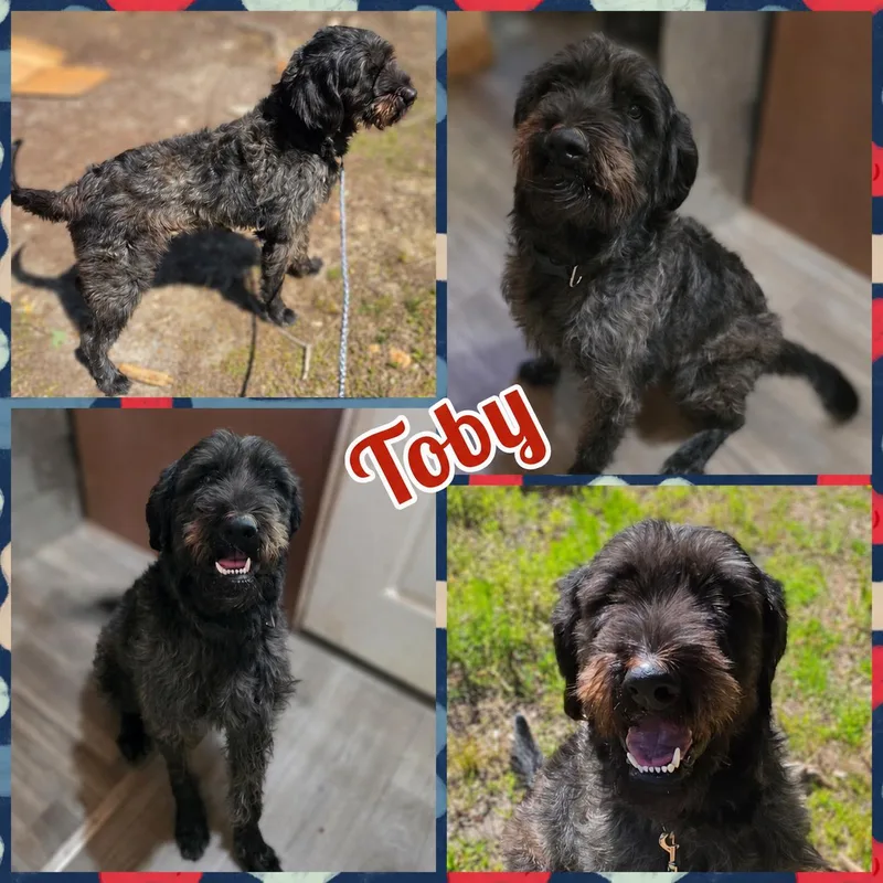 A young large-sized male Black Labradoodle dog named Toby for adoption in Blacksburg, SC