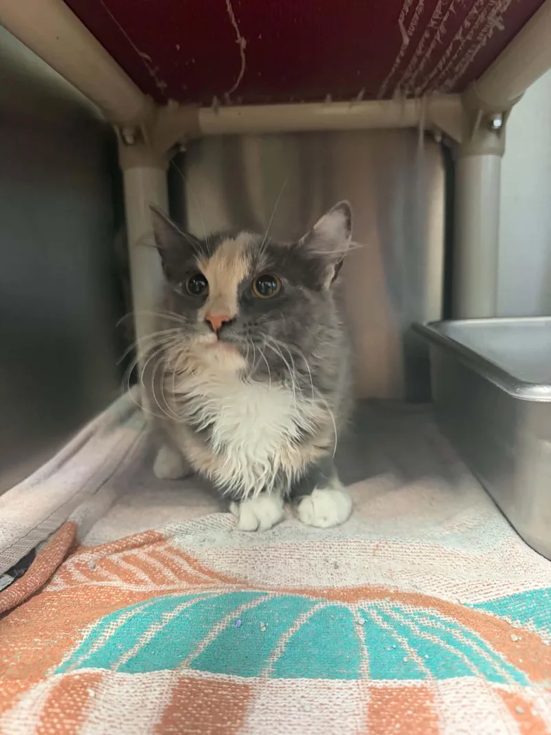 A young medium-sized female Dilute Tortoiseshell Domestic Medium Hair cat named Lillie for adoption in Amherst, VA