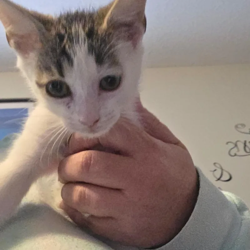 A baby medium-sized male Tabby (Gray / Blue / Silver) Domestic Short Hair cat named Mochi for adoption in Beulaville, NC