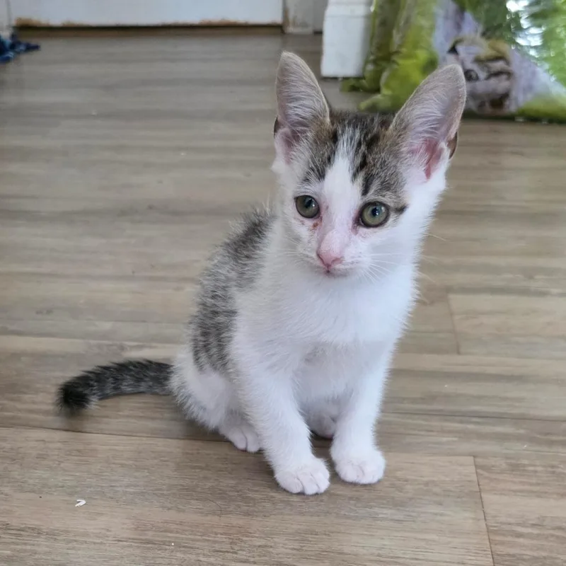 Mochi thumbnail 2