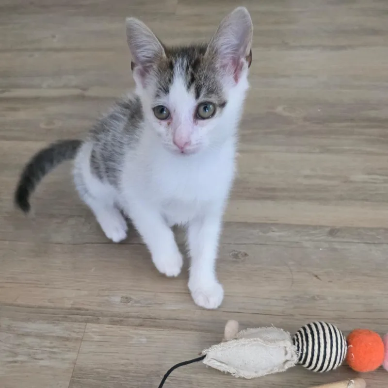 Mochi thumbnail 3
