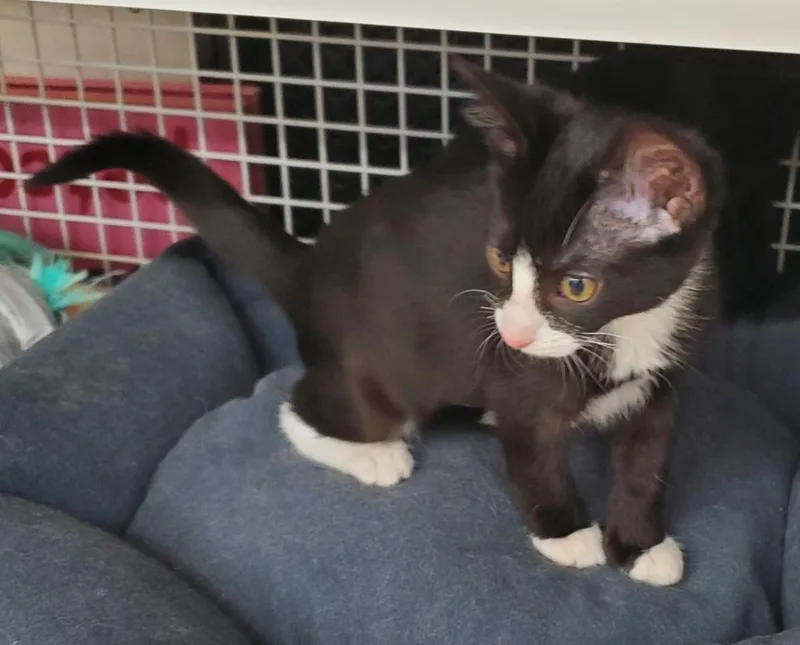A baby small-sized female Domestic Short Hair cat named Mini Whiskers for adoption in Dallas, TX