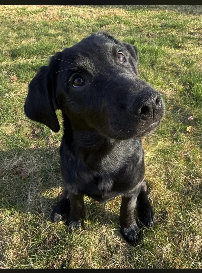 A baby large-sized female Black Golden Retriever dog named Zuki for adoption in Philadelphia, PA